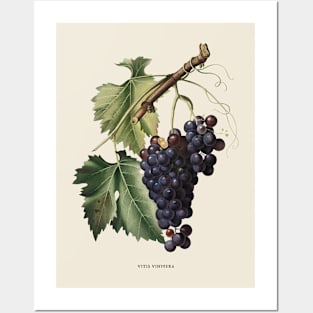 Black Grape Antique Botanical Illustration Posters and Art